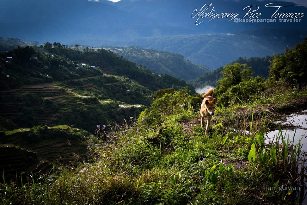 maligcong rice terraces (1).jpg