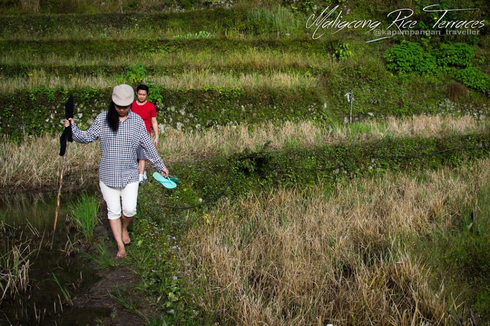 maligcong rice terraces (2).jpg