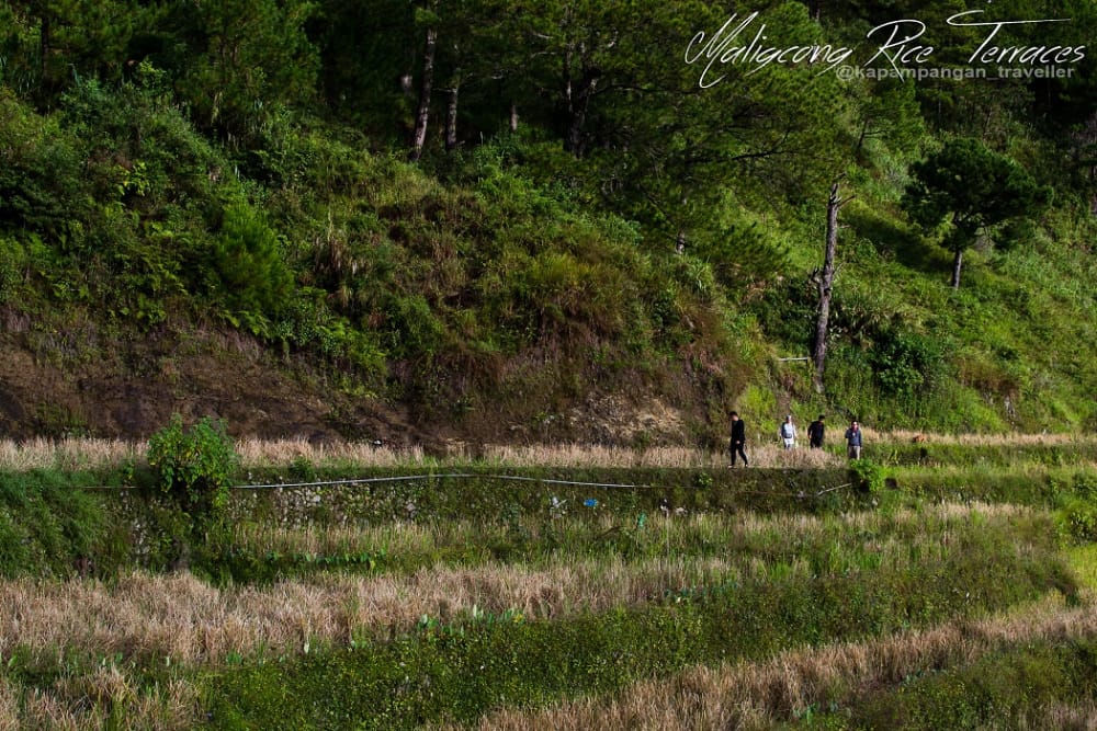 maligcong rice terraces (3).jpg