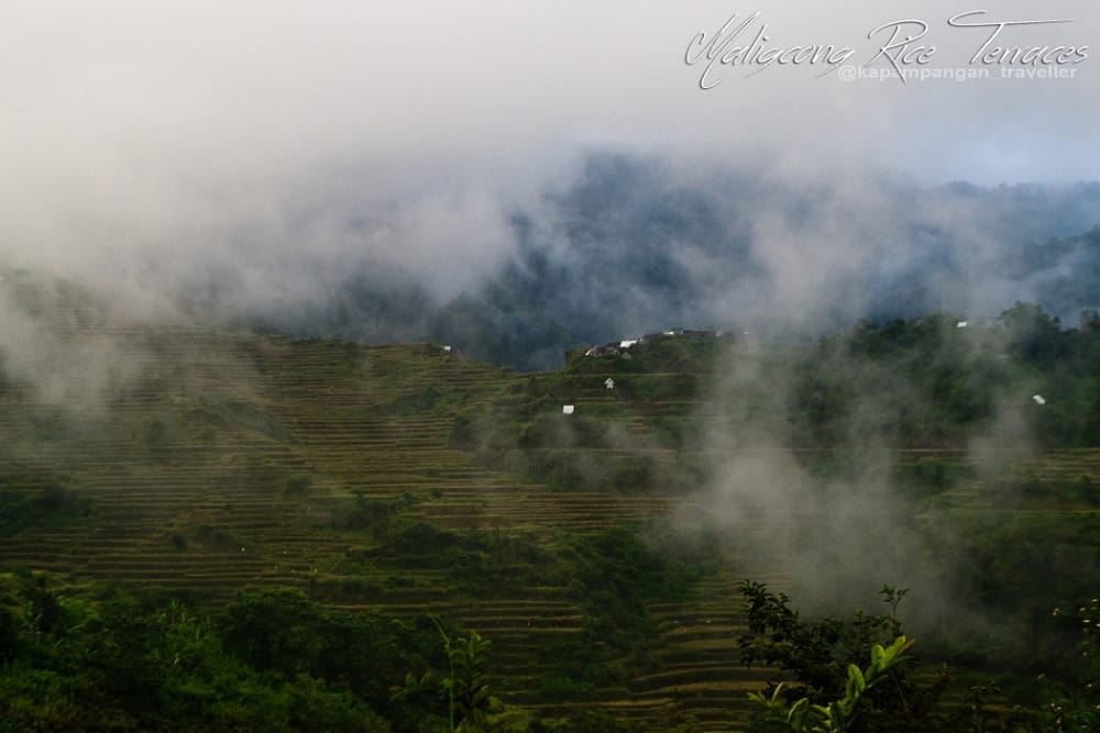 maligcong rice terraces.jpg