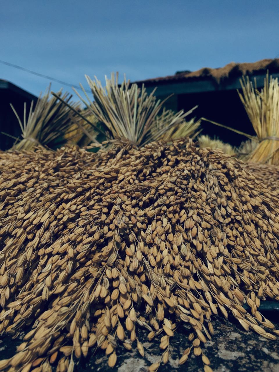 rice for drying in favarey town.jpg