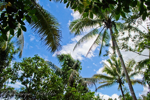 Canopy over the trail leading to Merloquet Falls.jpg