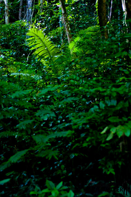 Forest view in Puerto Princesa City.jpg