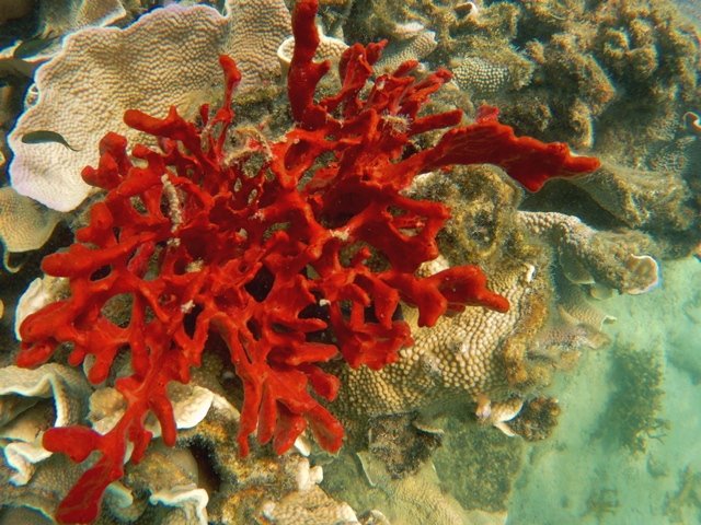 Honda Bay Cowrie Island Lu Li Island Luli Island Pambato Reef Puerto Princesa City Palawan Travel Guide (11).JPG