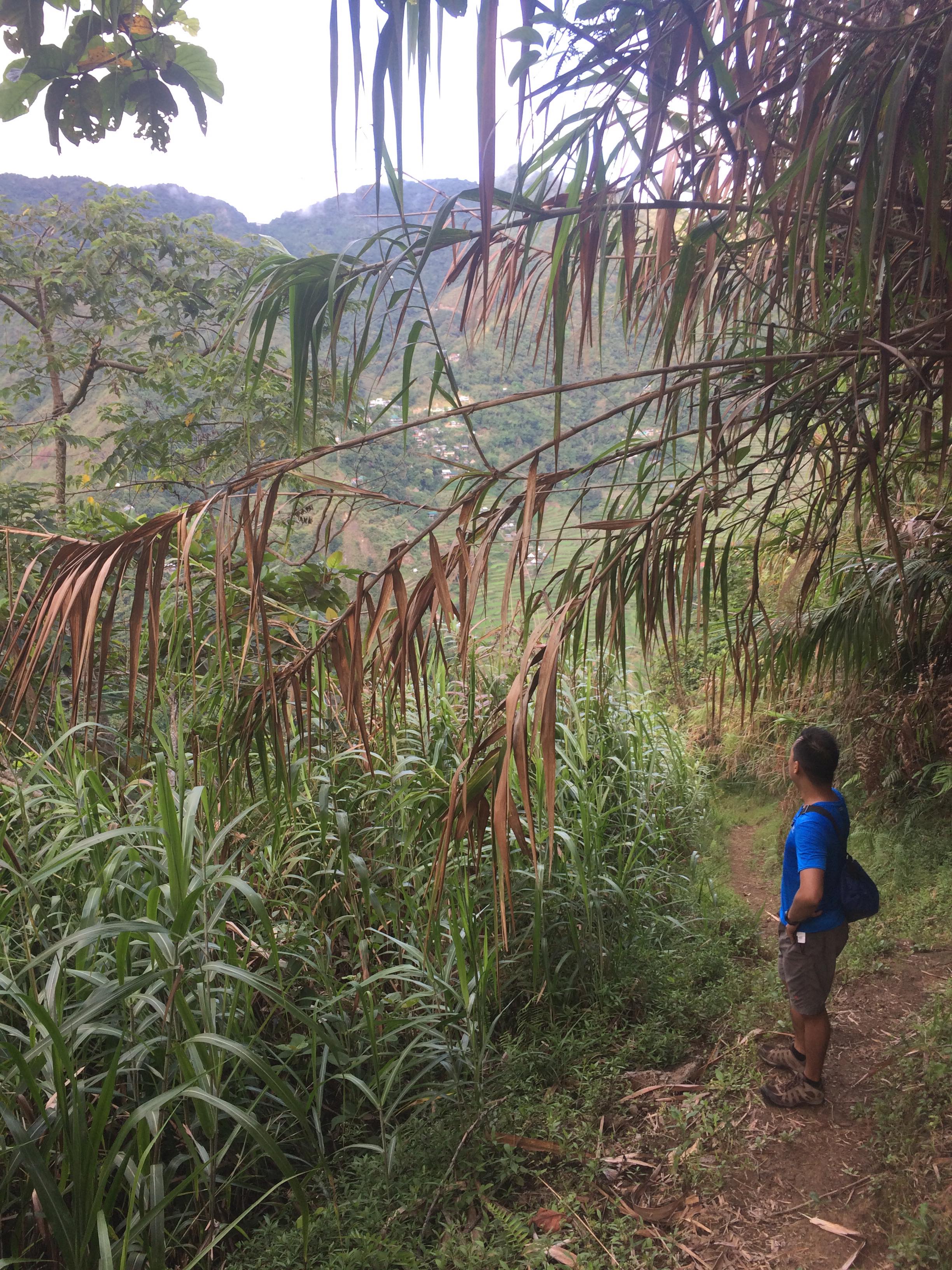 Awa ViewDeck in Batad Ifugao Travel Guide Budget (1).jpg