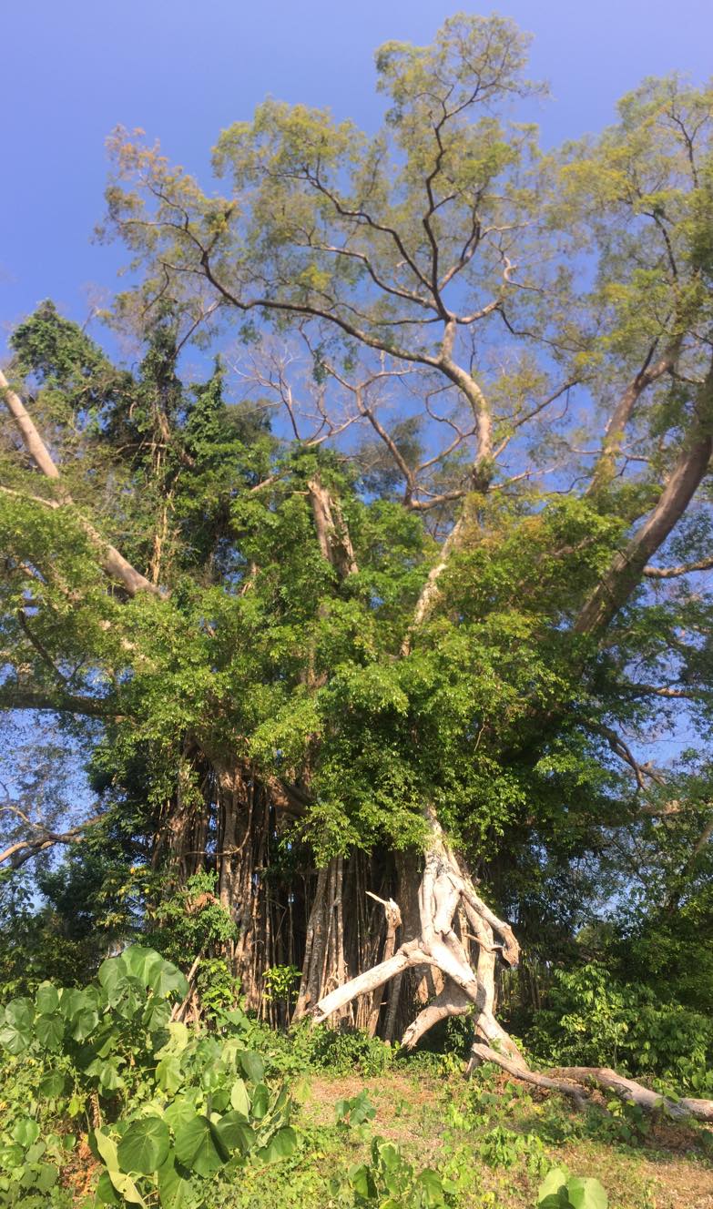 Balete Tree in Simunul Island.jpg