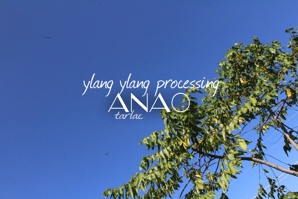 anao tarlac province ylang ylang processing