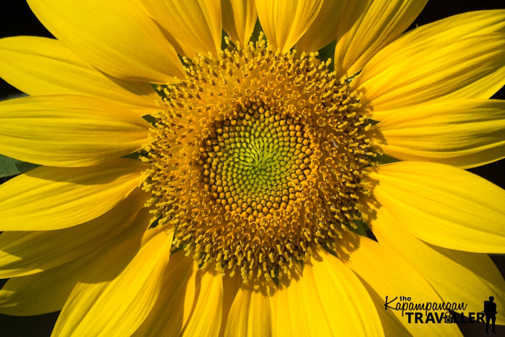 Julyans Sunflower Farm Zambales Blog (9) The Kapampangan Traveller