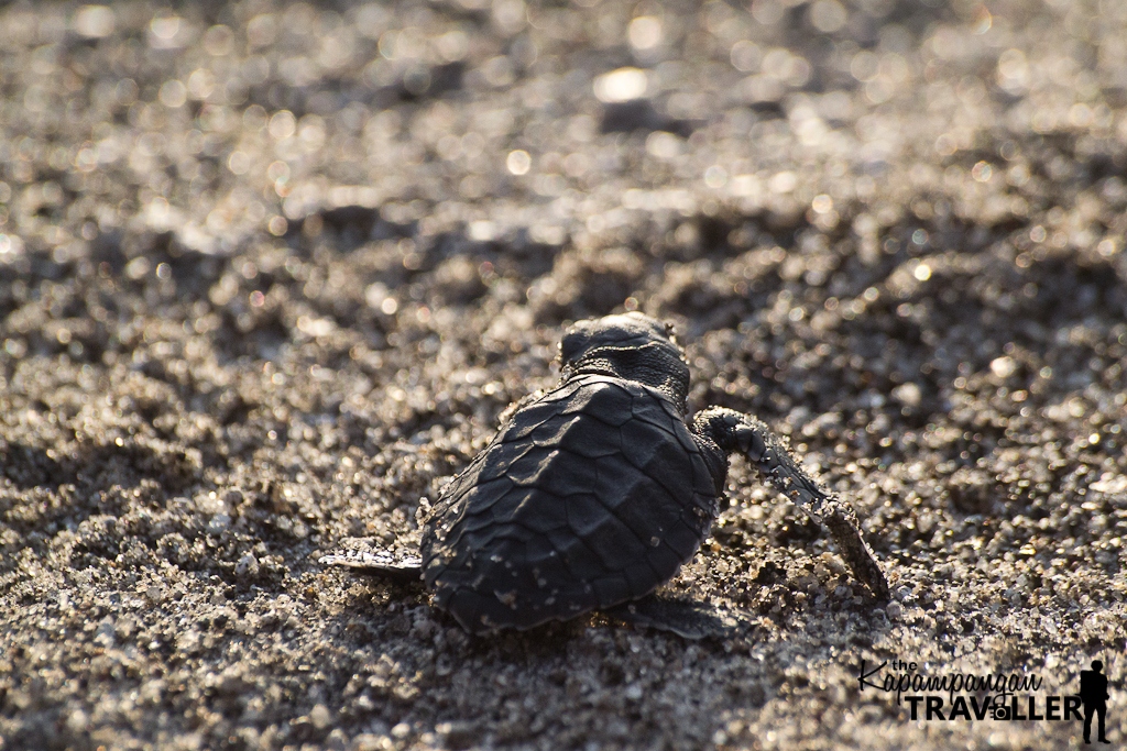 Pawicare Hatchery in San Narciso Zambales blog (4)