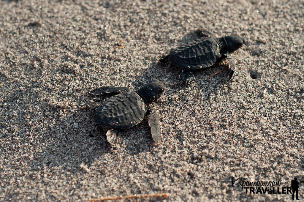 Pawicare Hatchery San Narciso Zambales (5).jpg