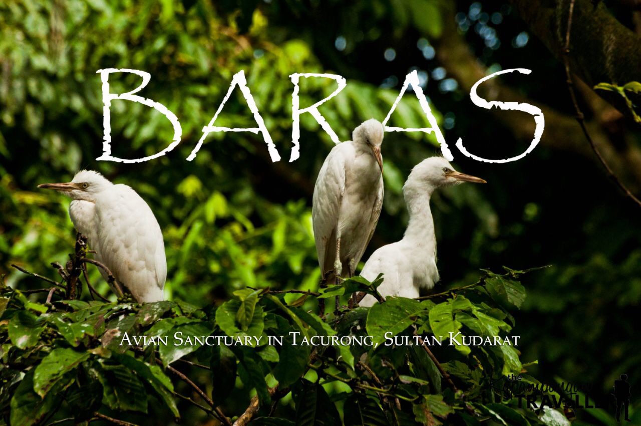 Egrets in Baras Bird Sanctuary Tacurong Sultan Kudarat.JPG