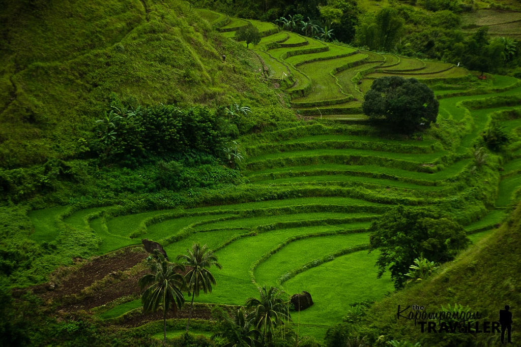 another angle of the antique rice terrces in san remigio