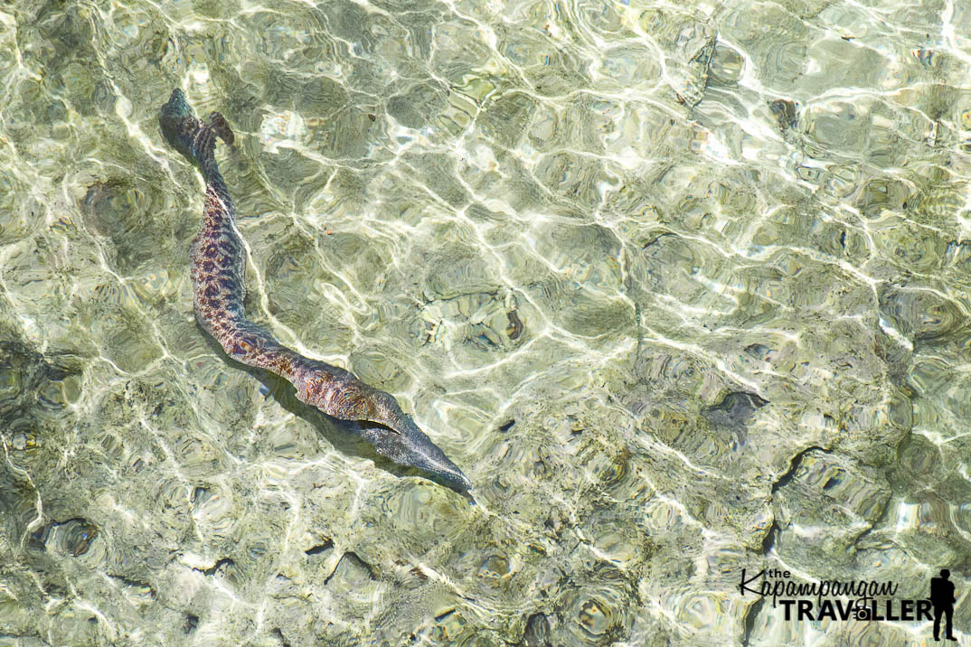 Moral Eel below Apunan Lighthouse