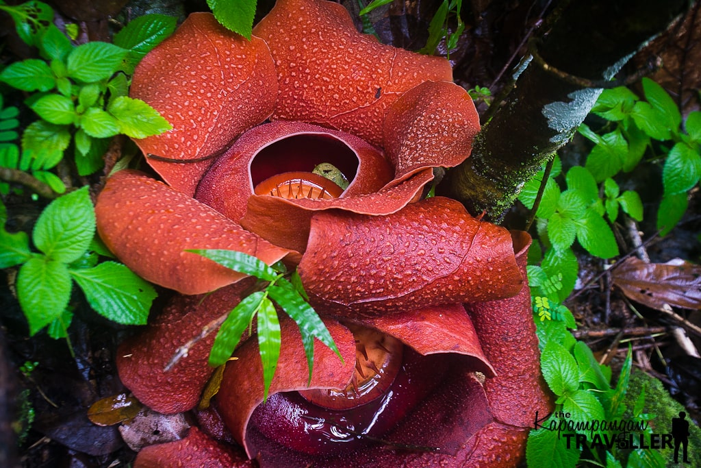 rafflesia in general fullon